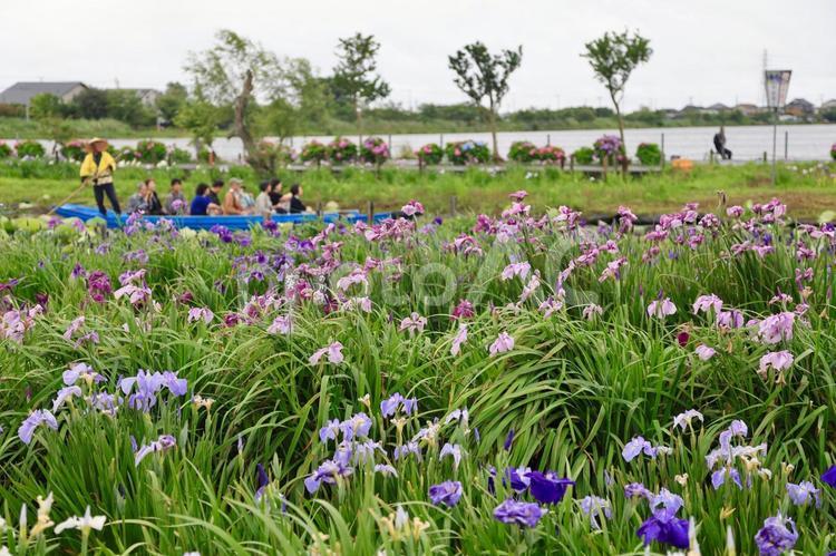水濠佐原アヤメパーク アヤメ,花,満開の写真素材