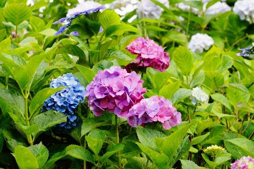 アジサイの花 アジサイの花の写真
