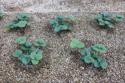 イチゴの苗の植え付け 苺,苗,植え付けの写真素材