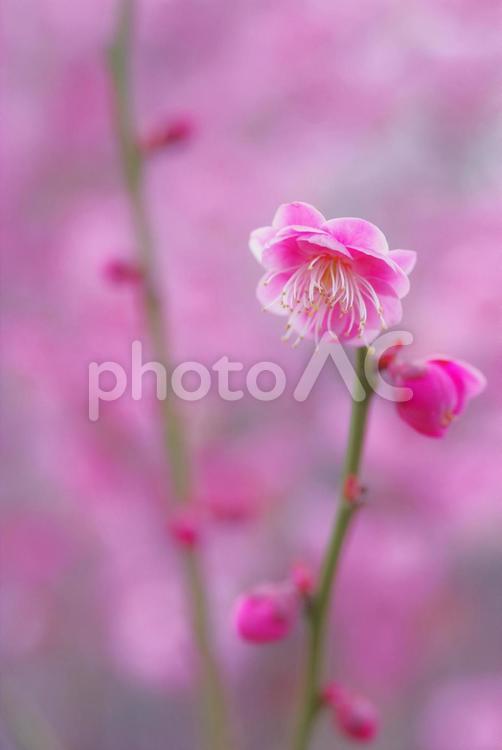 梅　紅梅　梅　ウメ　春の花 紅梅,梅,ウメの写真素材