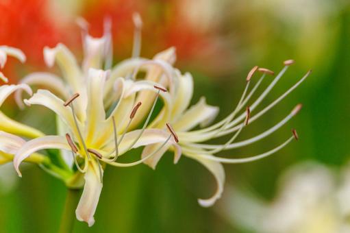 Red and white spider lilies, JPG Red and white spider lilies, JPG
