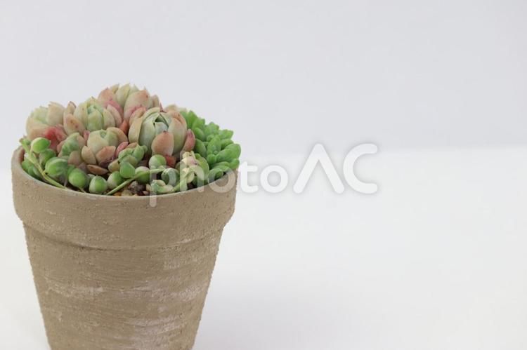 多肉植物の寄せ植え　エケベリア等 多肉植物,エケベリア,グリーンネックレスの写真素材