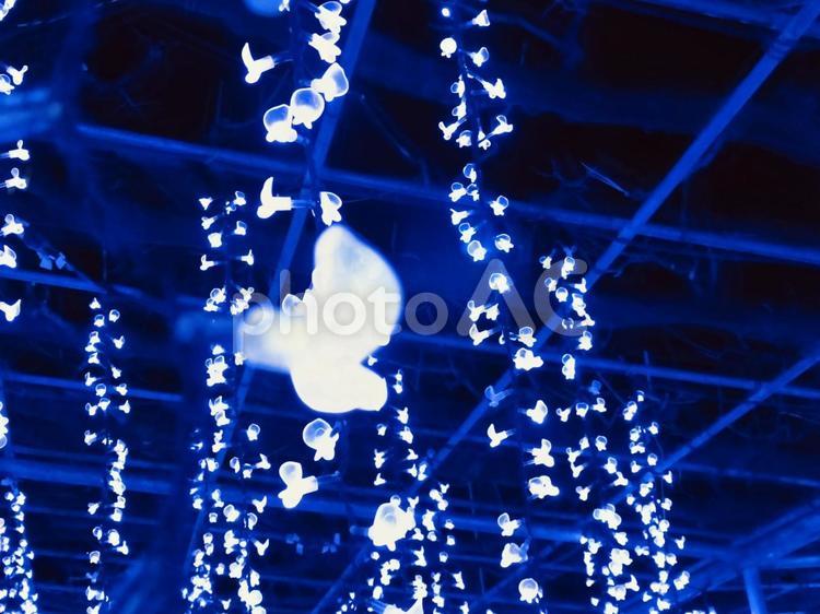 藤のライト あしかがフラワーパーク,ライト,青の写真素材