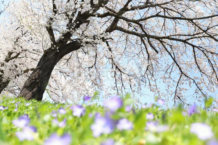 桜と菜の花 さくら,サクラ,しろの写真素材
