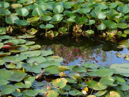 Water lily pond, JPG
