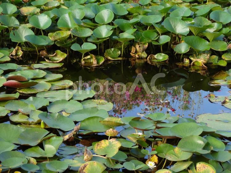 睡蓮の池 睡蓮,スイレン,8月の写真素材