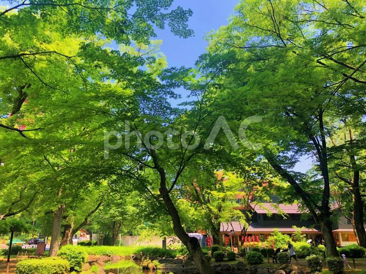 芝公園の和風な池 芝公園,池,和風の写真素材