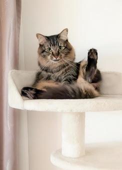 ねこ ねこ ポーズ,猫,ねこの写真素材