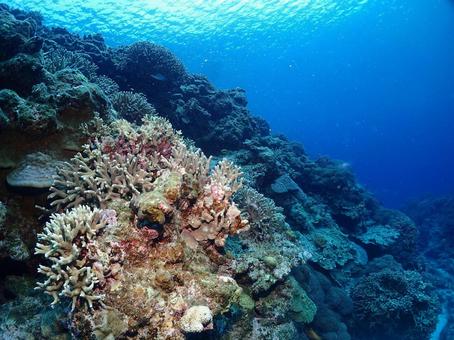 沖縄の海 沖縄ダイビング,ダイビング,地形の写真素材