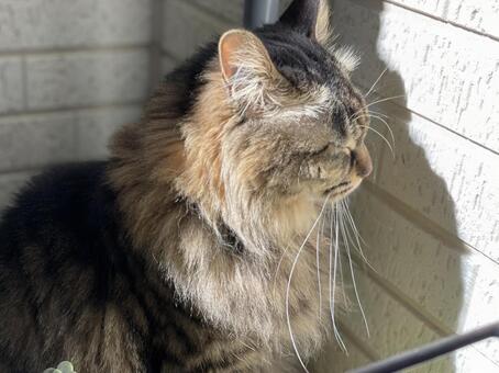 猫日向ぼっこ（頭あたため） 猫,ペット,動物の写真素材