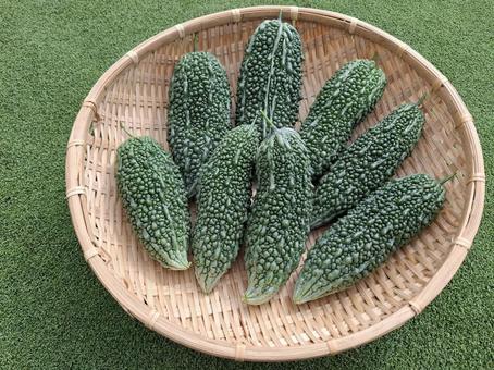 採れたて夏野菜ゴーヤのザル盛_5 採れたて夏野菜ゴーヤのザル盛_5 夏野菜,野菜,ゴーヤの写真素材
