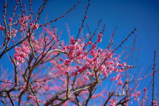 青空に映える満開の梅 梅,花,ピンク色の花の写真素材