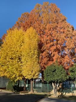 紅葉 紅葉の写真