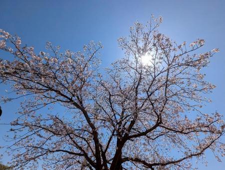 新学期 新学期の写真