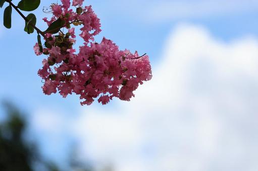 雲と青空をバックにピンクの百日紅の花 雲と青空をバックにピンクの百日紅の花の写真