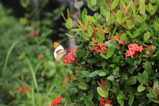 赤い花に止まるツマベニチョウ2 赤い花に止まるツマベニチョウ2の写真
