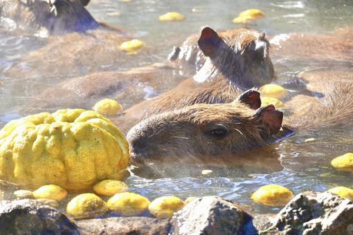 カピバラ柚子温泉 温泉カピバラ,ゆず湯,カピバラの写真素材