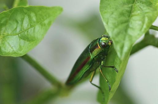The shining green gem of summer, the jewel beetle, JPG The shining green gem of summer, the jewel beetle, JPG