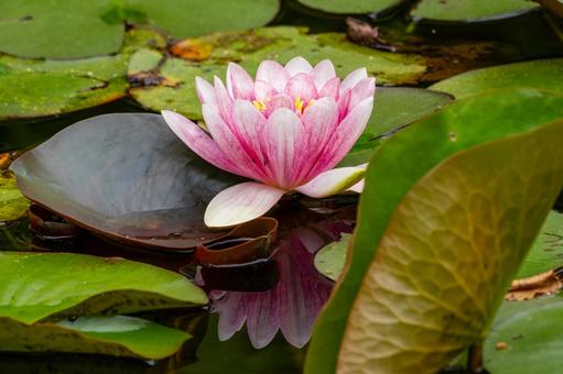 Water Lily (22), JPG