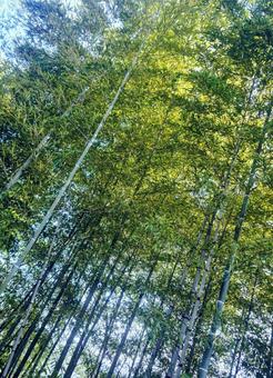 竹林 自然,竹林,緑の写真素材