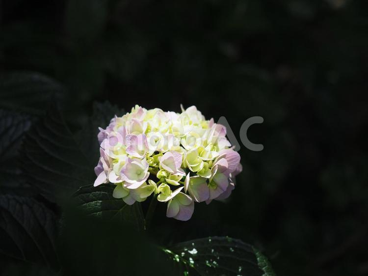 あじさい・紫陽花・高幡不動　０１６ 梅雨,紫,雨の写真素材