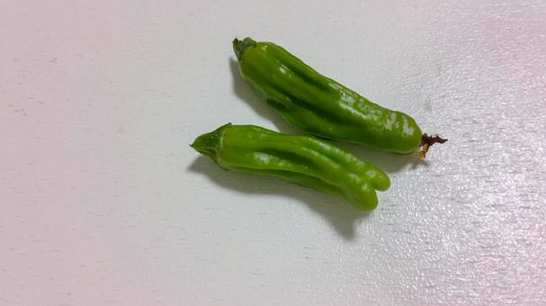 しし唐がなり始めました しし唐がなり始めましたの写真