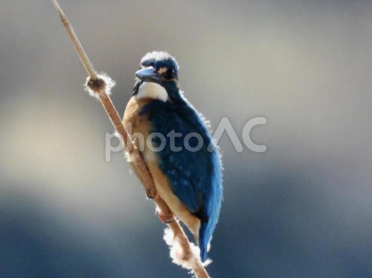 蒲の芯につかまるカワセミ 鳥,野鳥,カワセミの写真素材