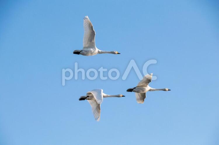 ハクチョウとカモと瓢湖 コハクチョウ,羽ばたき,渡り鳥の写真素材