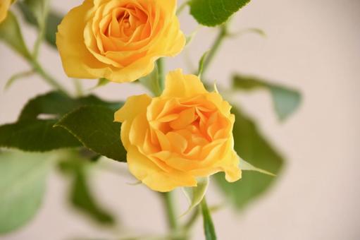 黄色い薔薇 黄色い薔薇の写真