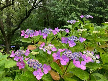 Hydrangea, JPG