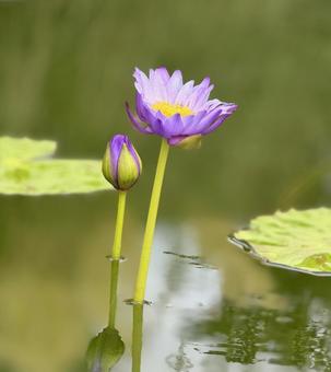 Shinobazu Pond Lotus Flower Ueno Zoo Pond, JPG