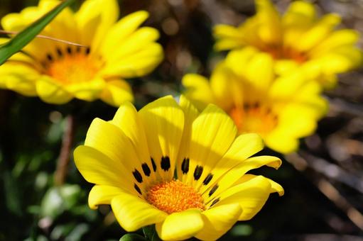 Gazania flowers in the sun in a flowerbed in mid-April, JPG Gazania flowers in the sun in a flowerbed in mid-April, JPG
