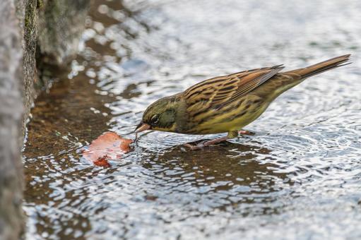 水辺で落ち葉をついばむアオジ 水辺で落ち葉をついばむアオジの写真