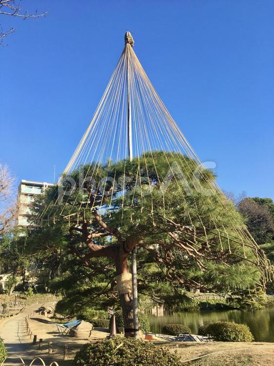 雪吊　松の木 松,雪吊,松の木の写真素材