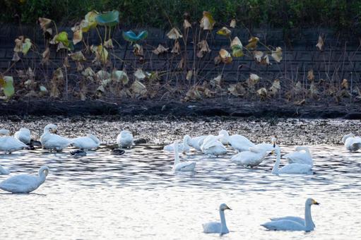 大沼のハクチョウ⑶の写真