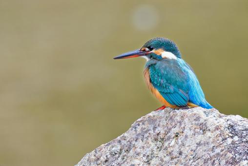 水辺の宝石カワセミ カワセミ,川蝉,翡翠の写真素材