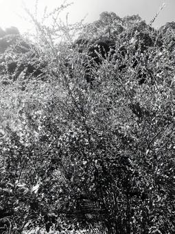 生い茂る植物(白黒) 生い茂る植物(白黒)の写真