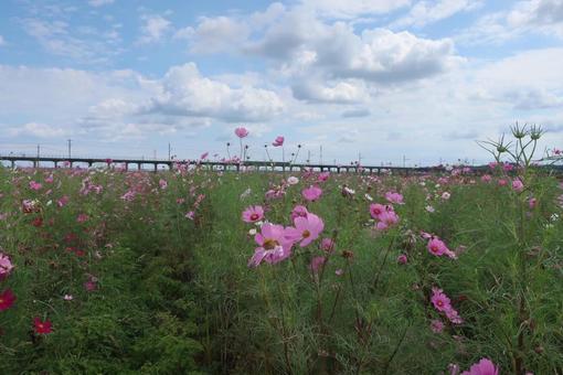 コスモス畑 コスモス畑 コスモス,日本,風景の写真素材