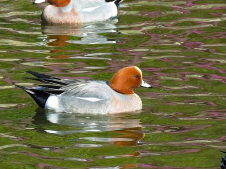 池で泳ぐヒドリガモのオス 池で泳ぐヒドリガモのオス ヒドリガモ,野鳥,動物の写真素材