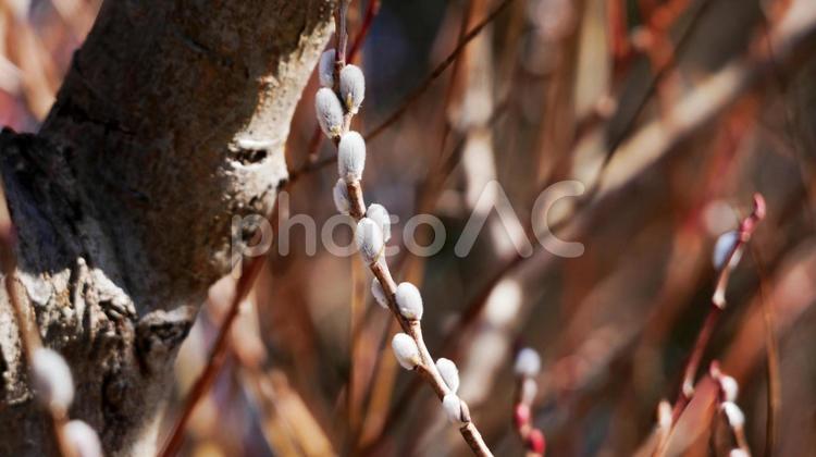 ほっこりふんわりネコヤナギ ネコヤナギ,花穂,白の写真素材