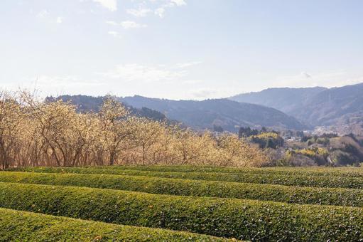 青空とロウバイと茶畑 青空とロウバイと茶畑 ロウバイ,花,黄色の写真素材