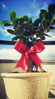 植木　 植木,植木鉢,緑の写真素材