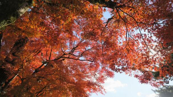 色づくモミジ もみじ,秋,モミジの写真素材