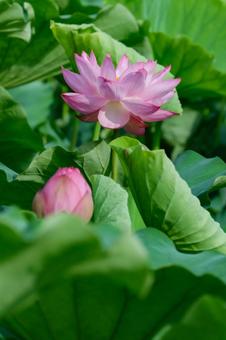 lotus, JPG