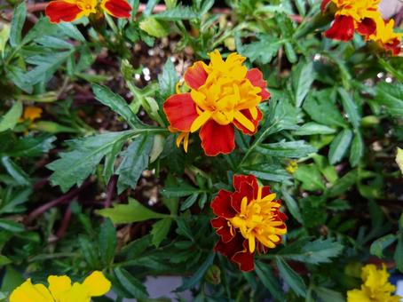 あなたマリーゴールドなの あなたマリーゴールドなの 花,マリーゴールド,歌詞の写真素材