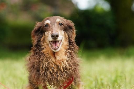犬のポートレート 犬,ミニチュアダックス,ダックスフンドの写真素材