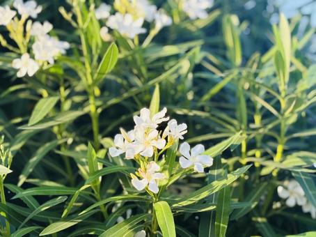White Oleander 4, JPG
