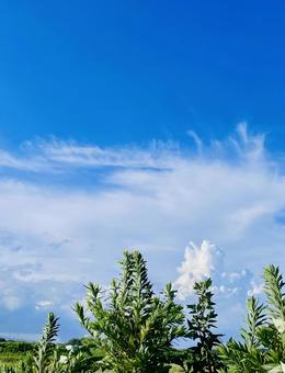 伸びる伸びる葉も雲も 伸びる伸びる葉も雲もの写真