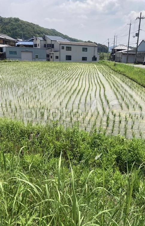田んぼ　田植え 田んぼ,農作物,米の写真素材