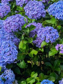 Hydrangea, JPG Hydrangea, JPG